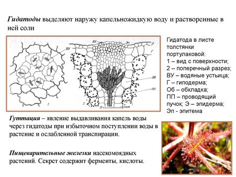 Ткани растений - презентация онлайн