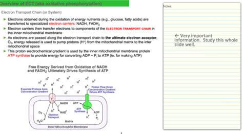 Electron Transport Chain Oxidative Phosphorylation Flashcards Quizlet