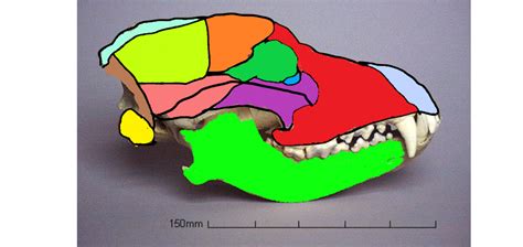 Label the dog skull Diagram | Quizlet