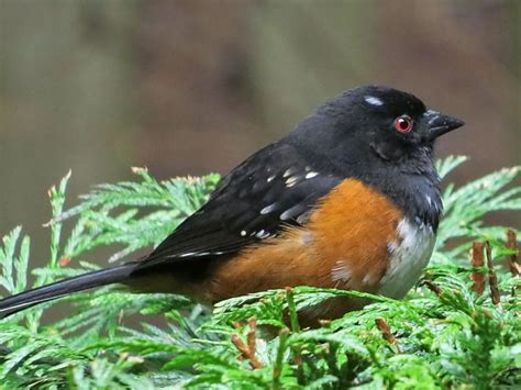 Spotted Towhee male | BirdNote