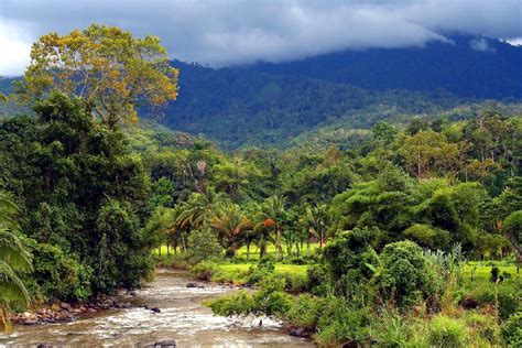 Rừng mưa nhiệt đới Sumatra Di sản thiên nhiên thế giới ở Indonesia