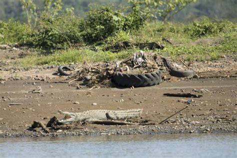 10 Problemas Ambientales En Costa Rica Los Principales Y Sus Soluciones