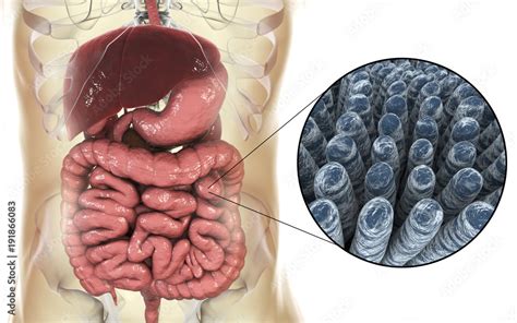 Intestinal Anatomy And Histology 3D Illustration Showing Parts Of