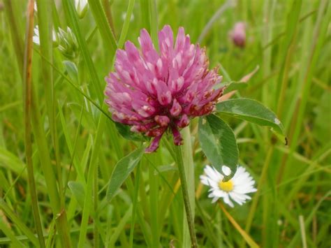 Red Clover Seeds And Sprouts Trifolium Pratense The Herbal Hub With