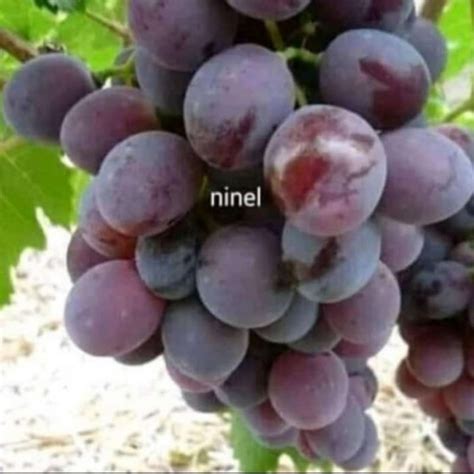 Jual Bibit Pohon Anggur Jenis Ninel Anggur Import Di Seller Agro Bibit