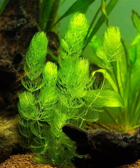 16 Best Aquarium Plants To Reduce Nitrates