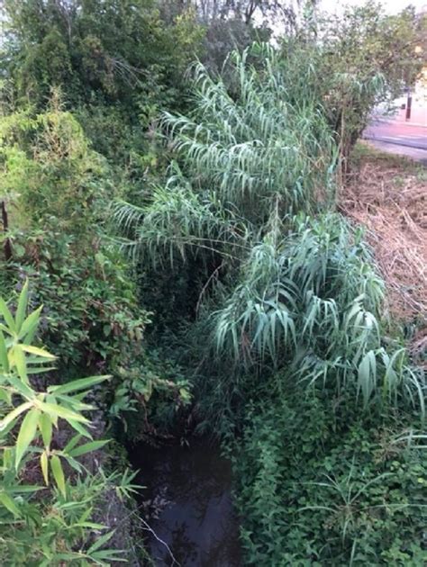 Trofarello Rio Sauglio Invaso Da Vegetazione Il Comune Chiede