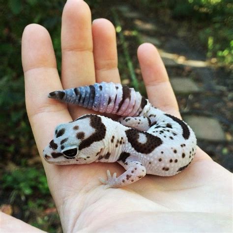 This Is One Of The Prettiest Geckos Ive Ever Seen Im Truly Blessed