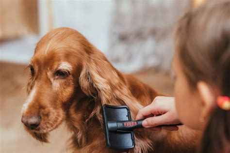 Do Cocker Spaniels Shed 5 Tips To Control Shedding Dogwish