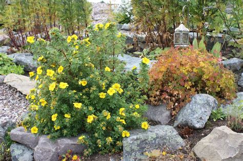 Лапчатка желтая в ландшафтном дизайне (48 фото) - фото - картинки и ...