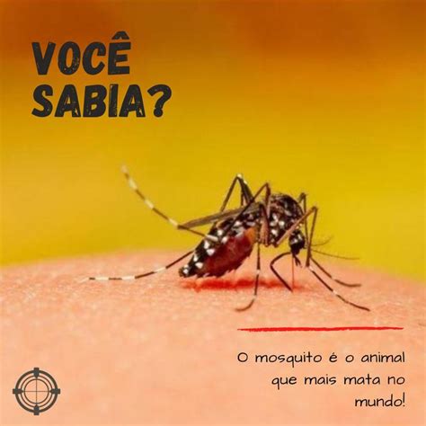 Os mosquitos são os animais mais mortíferos da história sendo as