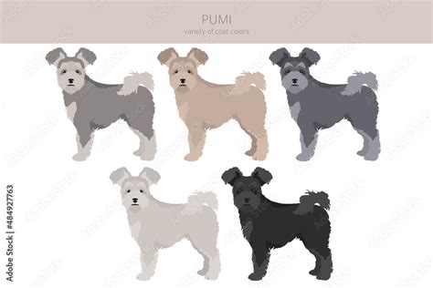 Pumi clipart. Different poses, coat colors set Stock Vector | Adobe Stock