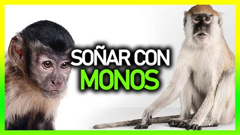 Qué significa SOÑAR CON MONOS Significado de los sueños YouTube