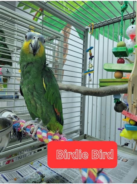 Birdie Bird| The Orange Wing Amazon - Parrot Outreach Society