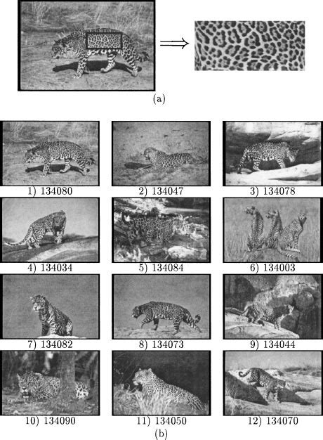 Looking For Leopards And Jaguars A The Query B The Twelve Best Download Scientific