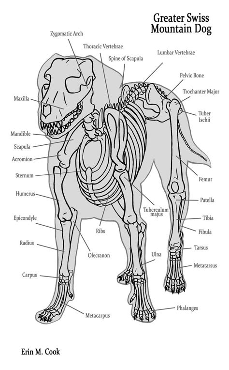 Dog Anatomy the Bones by COOKEcakes on DeviantArt