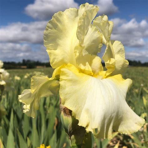 Bearded Iris for Sale- Shop Iris Germanica Bulbs - Longfield Gardens