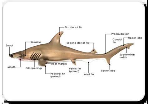 Shark Anatomy Facts From The Outside In Shark Sider