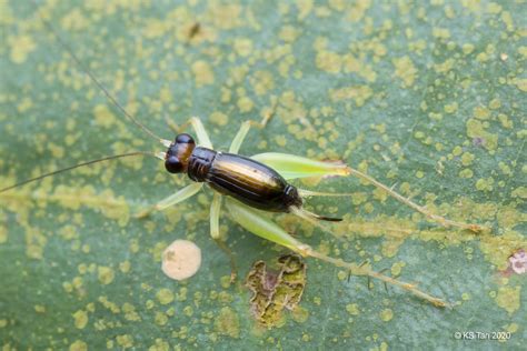 Sword Tailed Cricket Trigonidiinae 2g1a8201 Female Ks Tan Sg Flickr