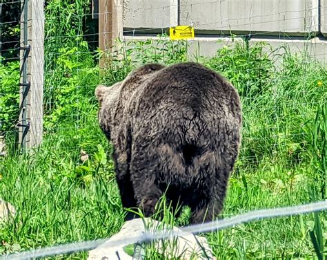 A Nice Bear Ass R Bears