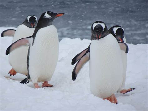 Watch a Rare Discovery in the Antarctic: The White Penguin - Animals ...