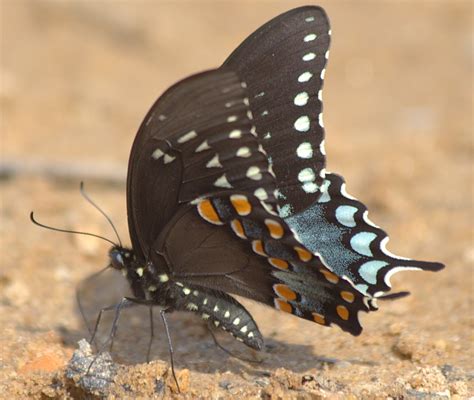 The Spicebush Swallowtail State Butterfly Of Mississippi Hubpages