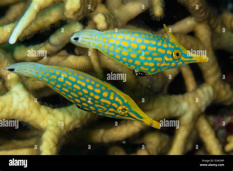 Zoology Animals Fish Fish Species Hi Res Stock Photography And Images