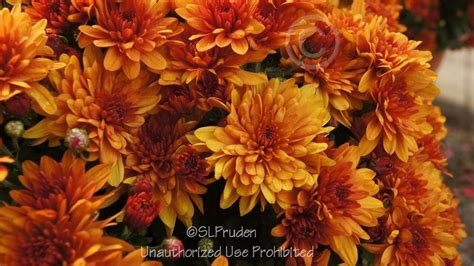 Plantfiles Pictures Chrysanthemum Garden Mum Florists Mum Conaco