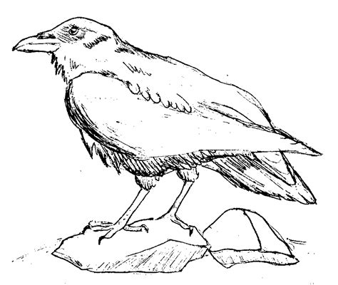 Ravens Coloring Pages Coloring Home