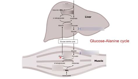 Glucose Alanine Cycle Diagram | Quizlet