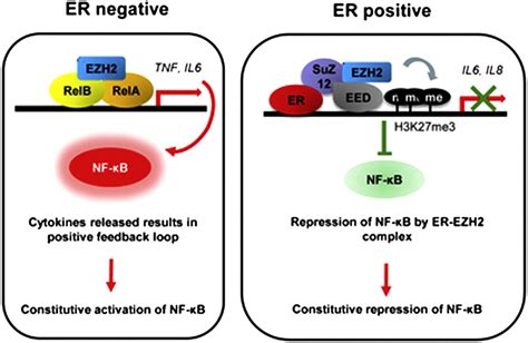 Context Specific Regulation Of Nf B Target Gene Expression By Ezh In