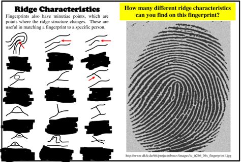 Forensic Science Fingerprints