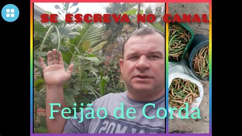 Como Plantar Feij O De Corda Youtube