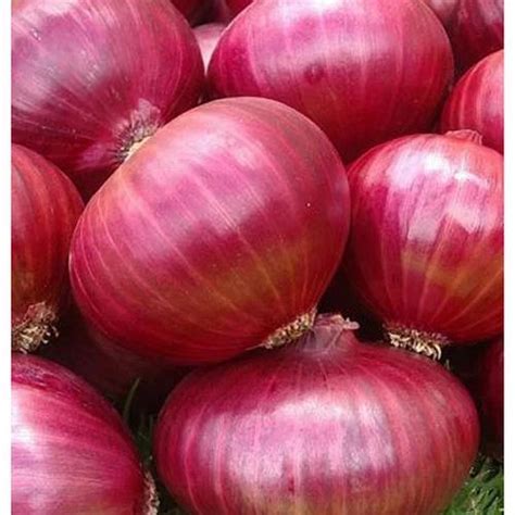 Nashik Red Onion At Rs Kilogram Fresh Onion In Nashik Id