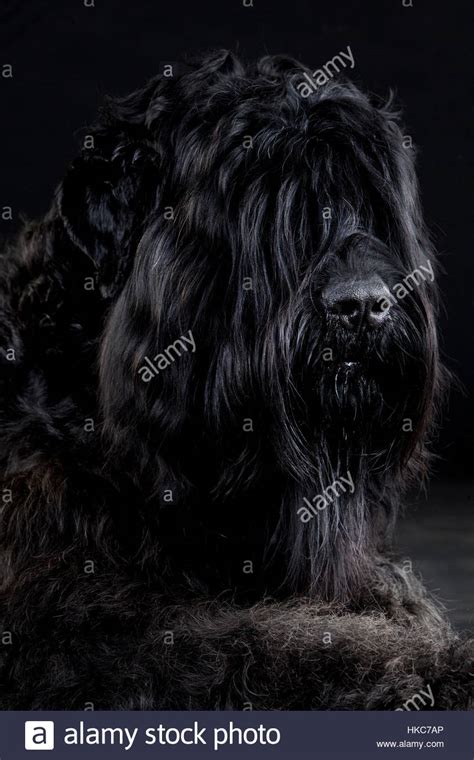 Black Russian Terrier Portrait In Studio Stock Photo Alamy