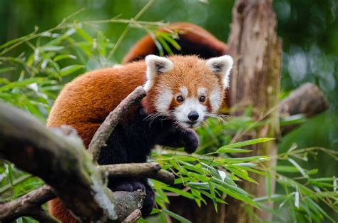 Cute Red Panda Free Stock Photo - Public Domain Pictures