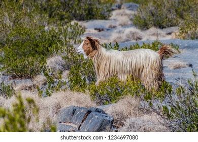 53 Arabian Tahr Images, Stock Photos, 3D objects, & Vectors | Shutterstock