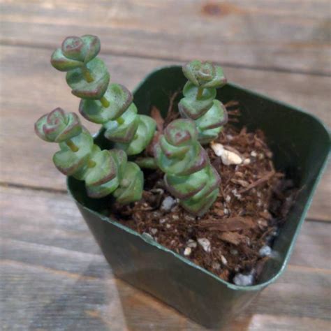 Crassula Rupestris Subsp Marnieriana Jade Necklace Uploaded By