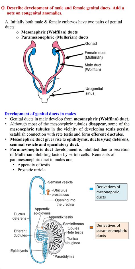 Development of Gonads and Genital ducts ( Males and Females) - Anatomy QA