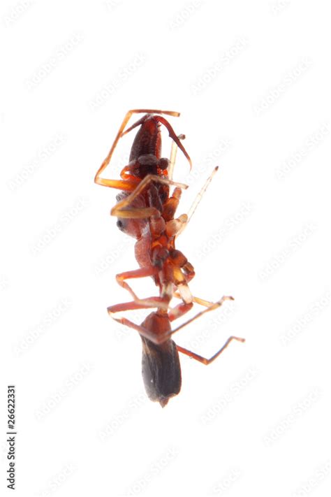 ant mimic spider myrmarachne Stock Photo | Adobe Stock