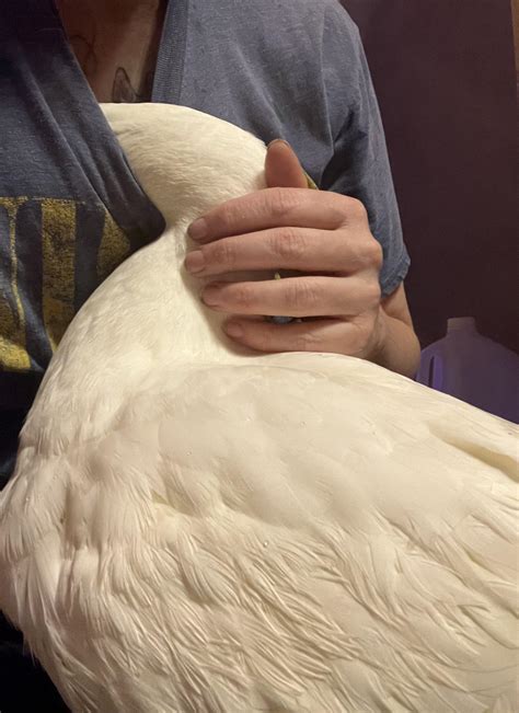 My duck being super cute tonight : r/duck