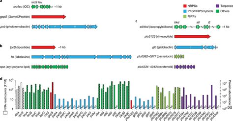 The Most Widely Distributed Gene Clusters Among Eight BGC Classes In