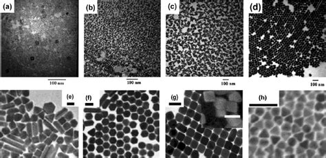 TEM Image Of Spherical AuNPs With A Diameter Of A 5 5 0 6 Nm