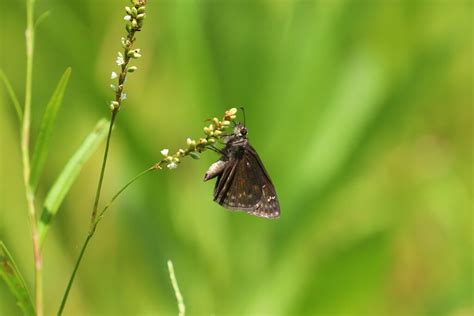 Horace S Duskywing From Richland County SC USA On July 19 2023 At 09