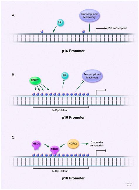 Figure From Insights Into The Epigenetic Mechanisms Controlling