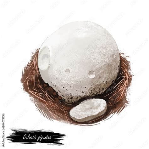 Calvatia Gigantea Giant Puffball Mushroom Type Digital Art