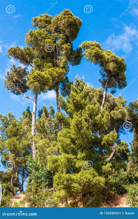 Mediterranean Pine Trees Stock Photos Download 6035 Royalty Free Photos