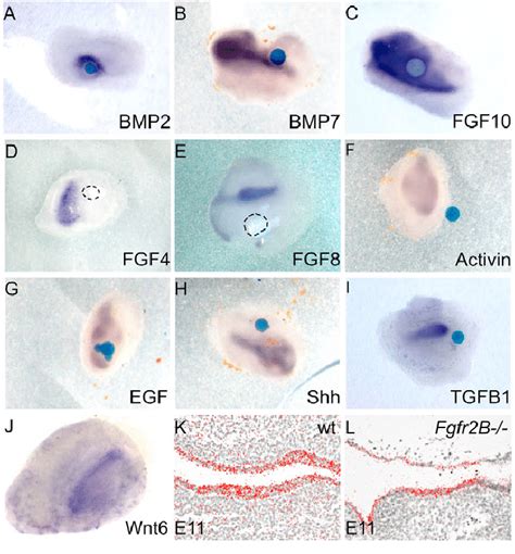 Induction Of P Expression By Bmp Bmp And Fgf In Dental