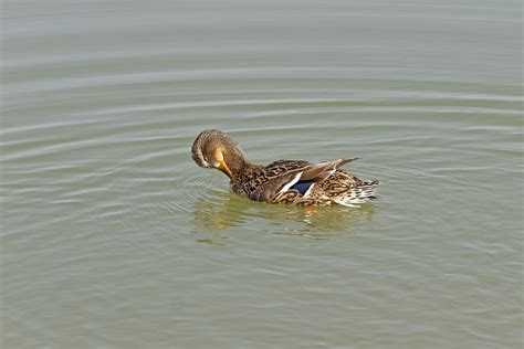 Ente Stockente See Kostenloses Foto Auf Pixabay Pixabay