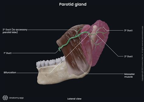 Salivary Glands Encyclopedia Anatomyapp Learn Anatomy 3d